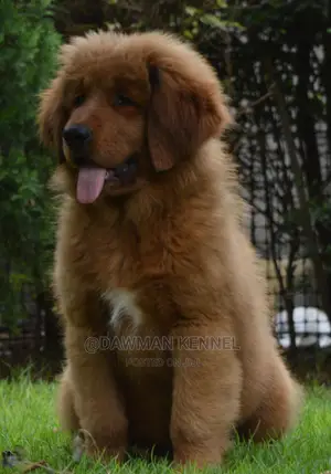 1-3 months Male Purebred Tibetan Mastiff