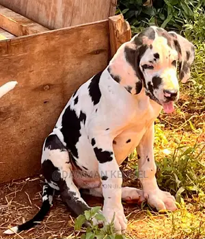 1-3 months Male Purebred Great Dane