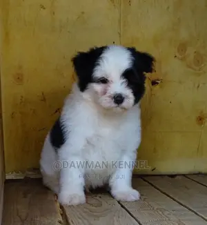 1-3 months Male Purebred Maltese