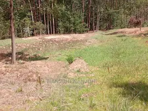 Prime Plots in Oljoroorok
