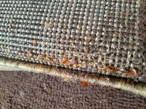 Superior Fumigation Service You Deserve