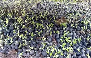 Seedball. Tree Grass Seeds. 5kgs. ( 2,500 Seeds)