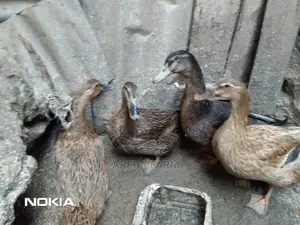 Ruoen Exotic Ducks