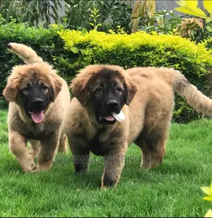1-3 months Male Purebred Caucasian Shepherd