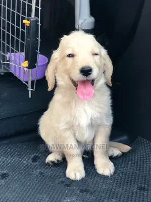 1-3 months Male Purebred Golden Retriever