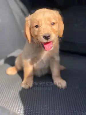 1-3 months Male Purebred Golden Retriever