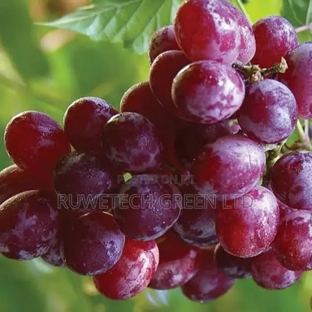Red Grapes ,
