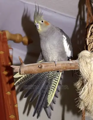 Mature Female Cockatiel