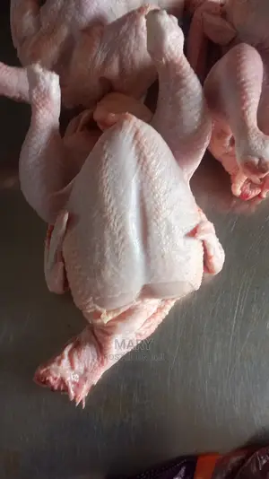 Broilers Chicken