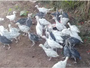 Turkey Chicks / Pullets. Royal Palm White Holland