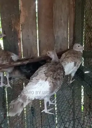 Bourbon Red Turkey. Poults Mature
