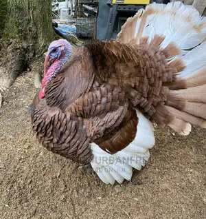Bourbon Red Turkey. Poults Mature