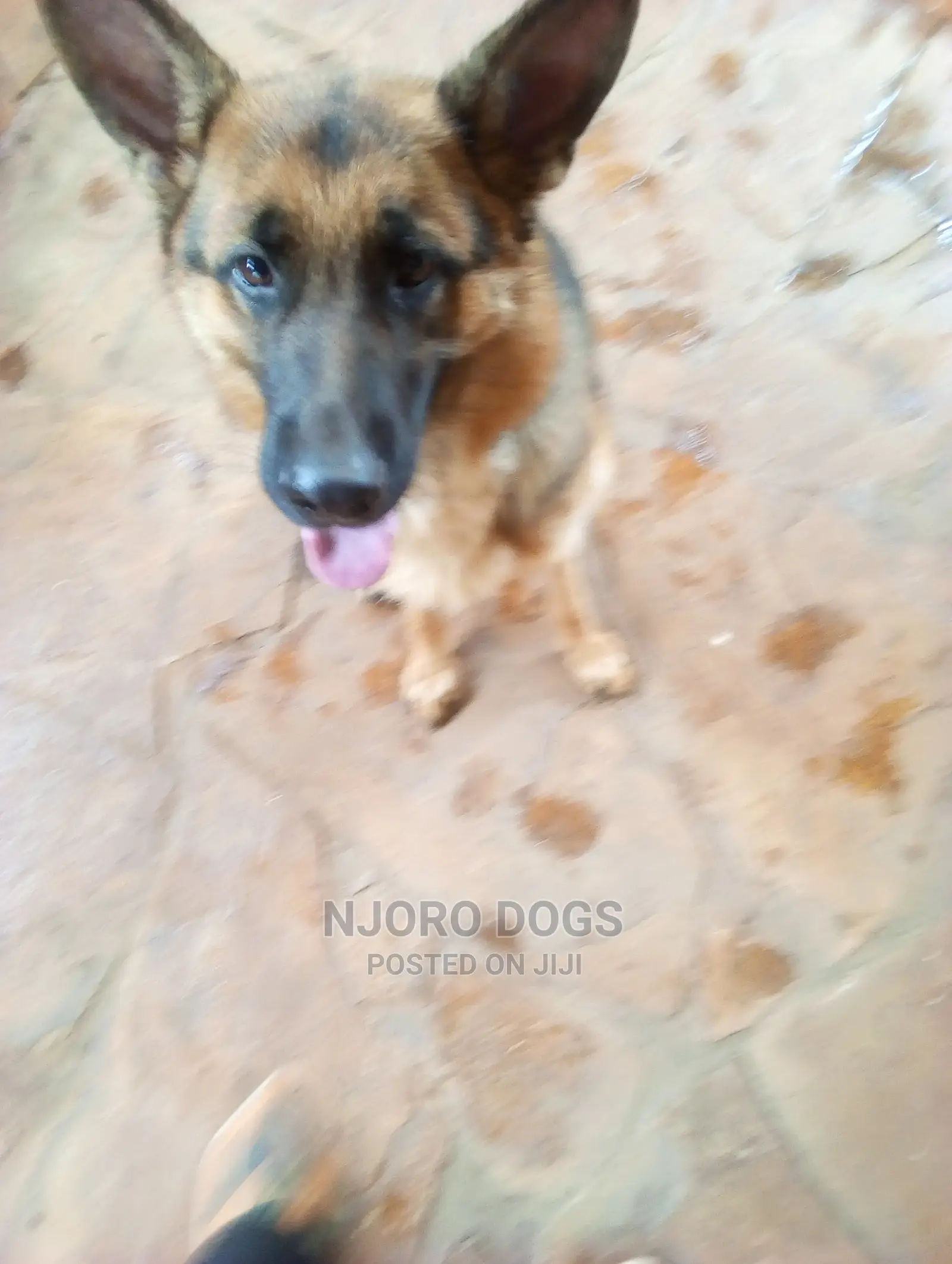 Dog Training Services
