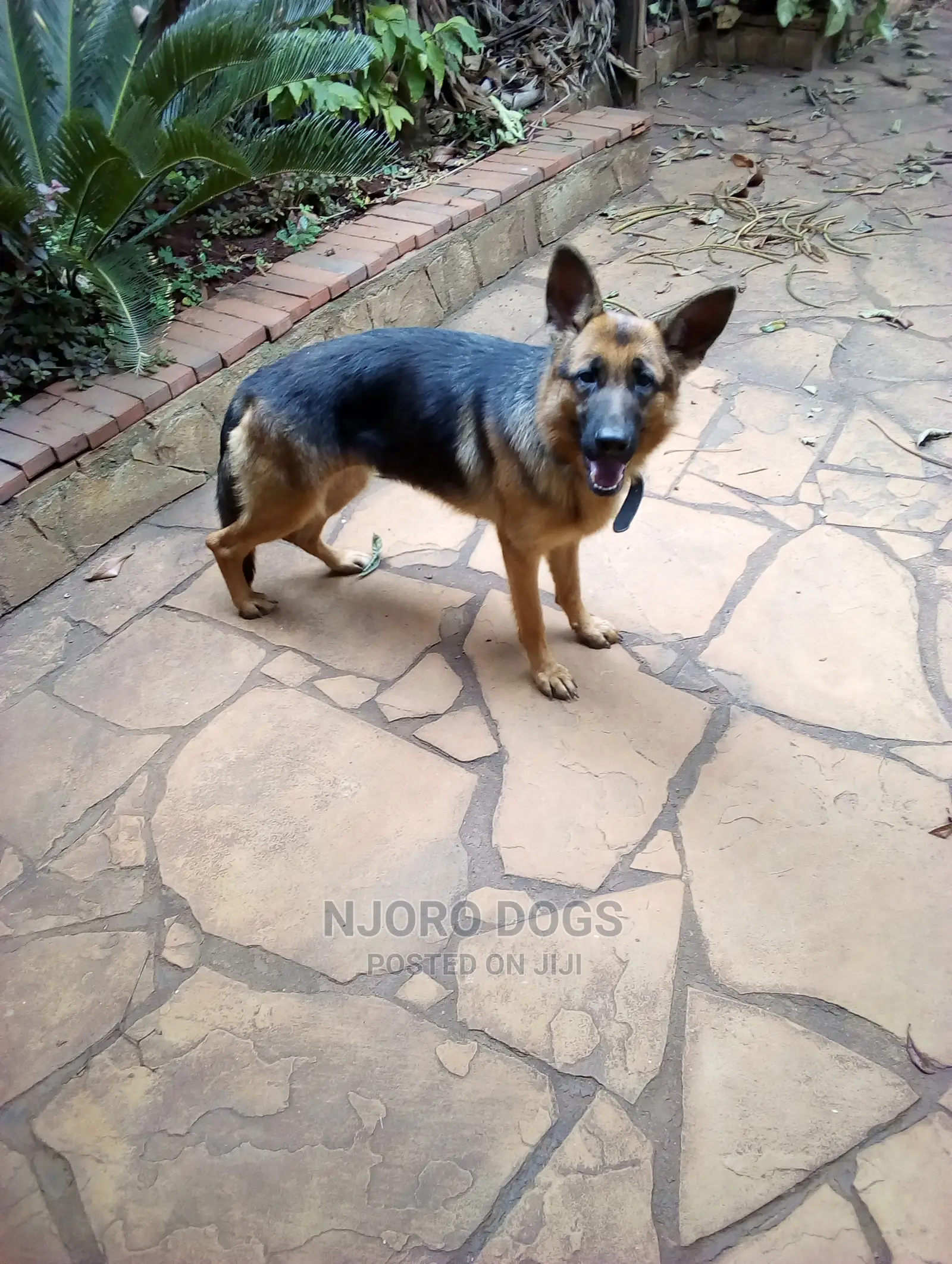 Dog Training Services