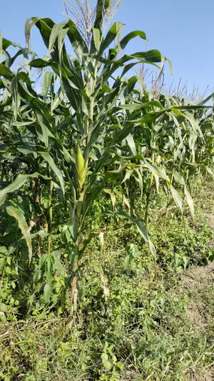 Fertile Farm Land on Sale