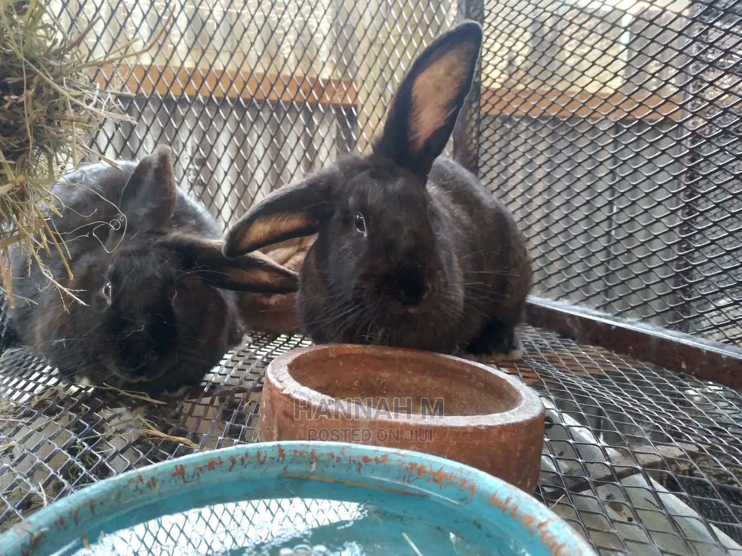 Hybrid Rabbits