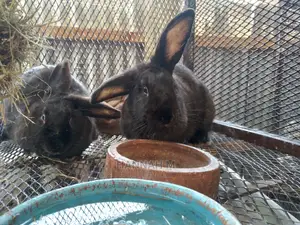 Hybrid Rabbits