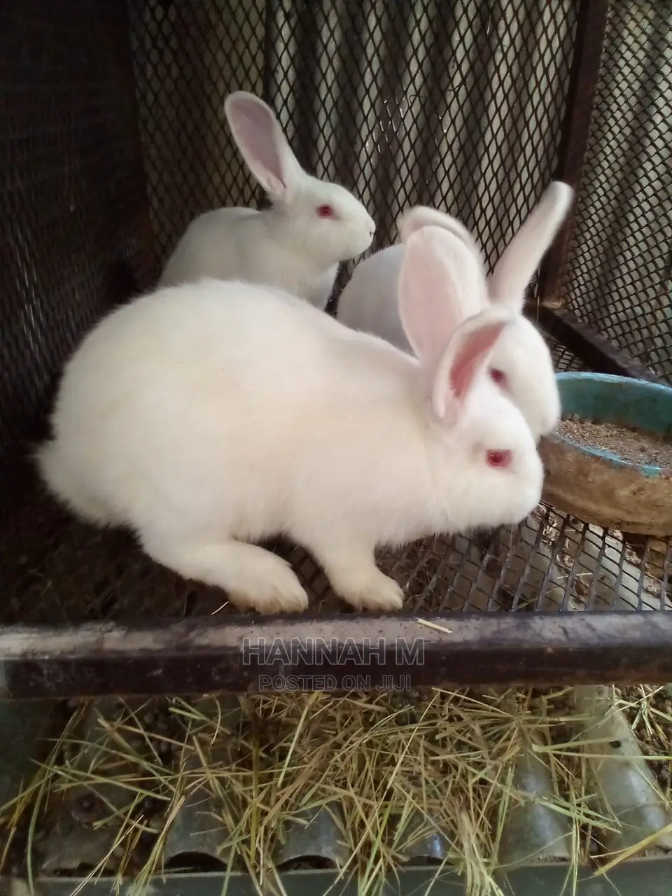 Hybrid Rabbits