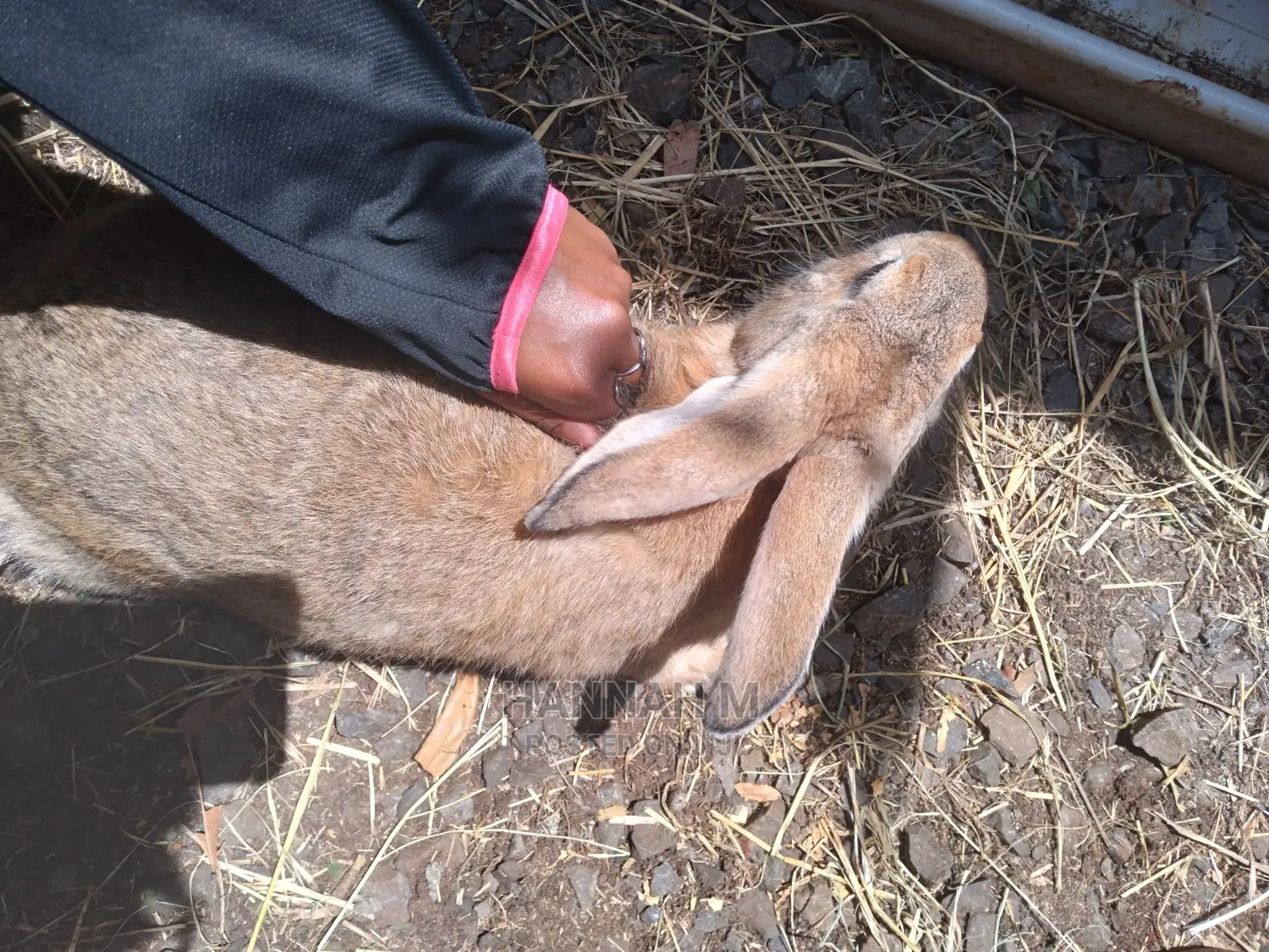 Hybrid Rabbits