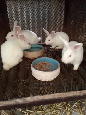 Hybrid Rabbits