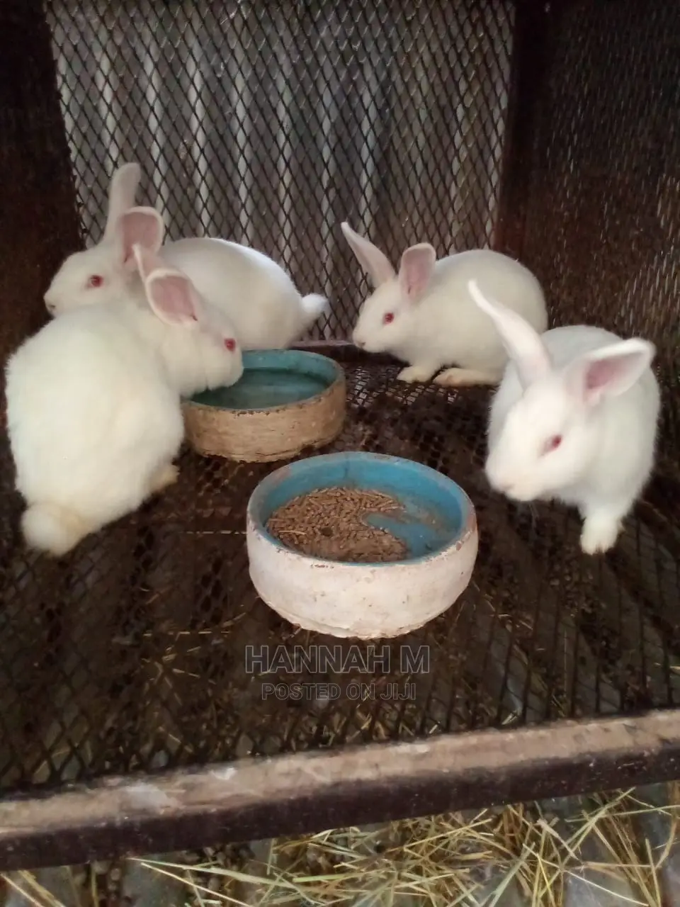 Hybrid Rabbits