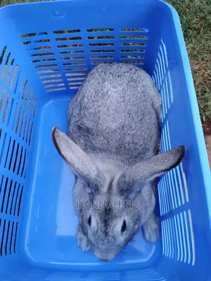 Hybrid Rabbits