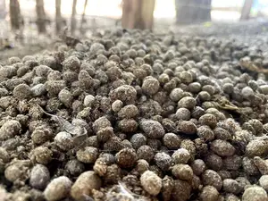 Rabbit Urine And Manure