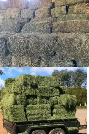 Lucerne Hay Bales for Sale