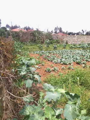 100 by 100 Plot Ihindu, Fryover Area