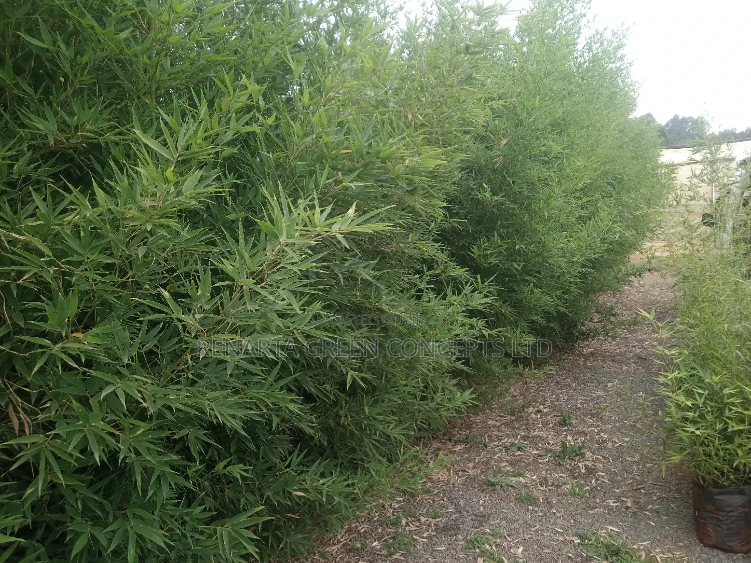 Miniature/ Ornamental Bamboo Whole Sale Price