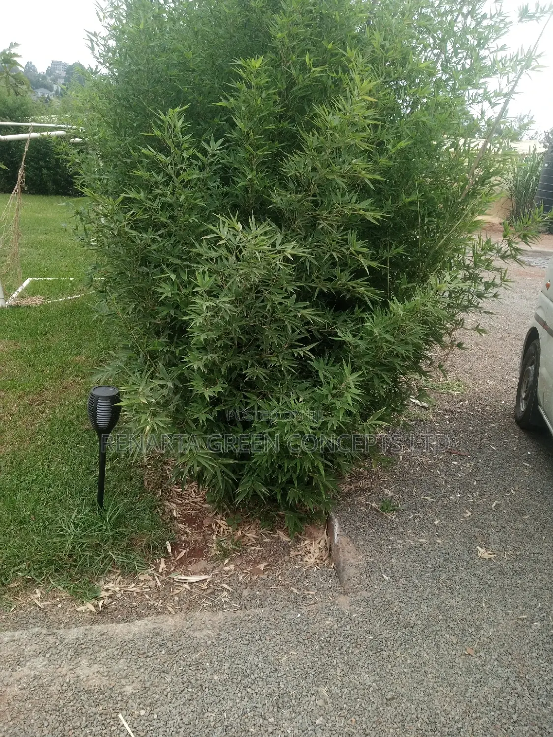 Miniature/ Ornamental Bamboo Whole Sale Price