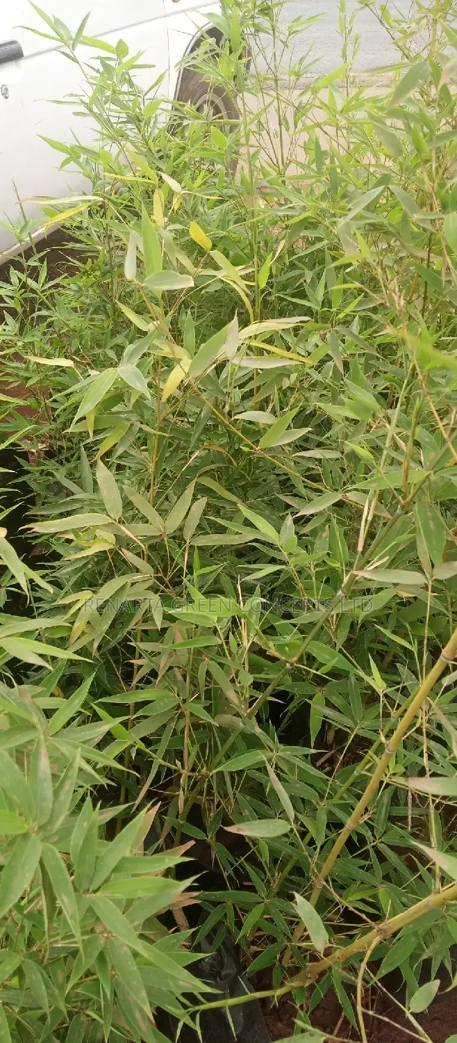 Miniature/ Ornamental Bamboo Whole Sale Price