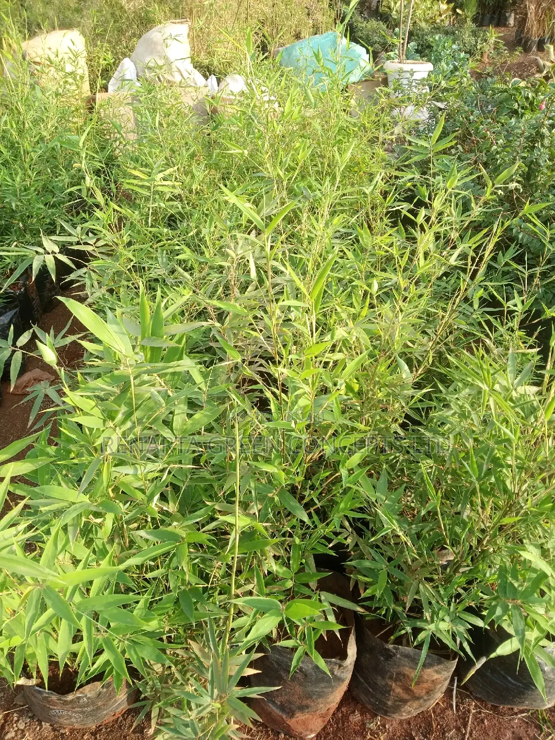 Miniature/ Ornamental Bamboo Whole Sale Price