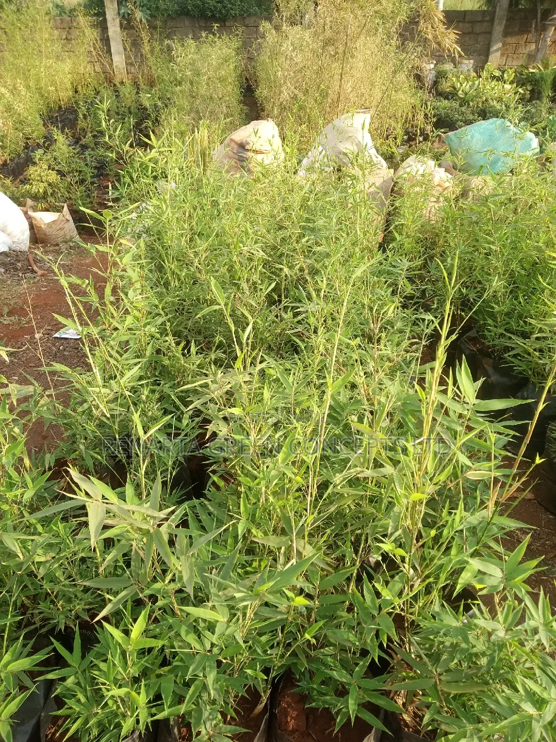 Miniature/ Ornamental Bamboo Whole Sale Price