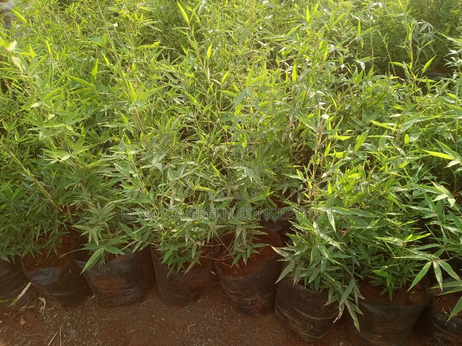 Miniature/ Ornamental Bamboo Whole Sale Price