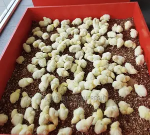 500 Cobb Broilers Chicks Day Old Moq 100.
