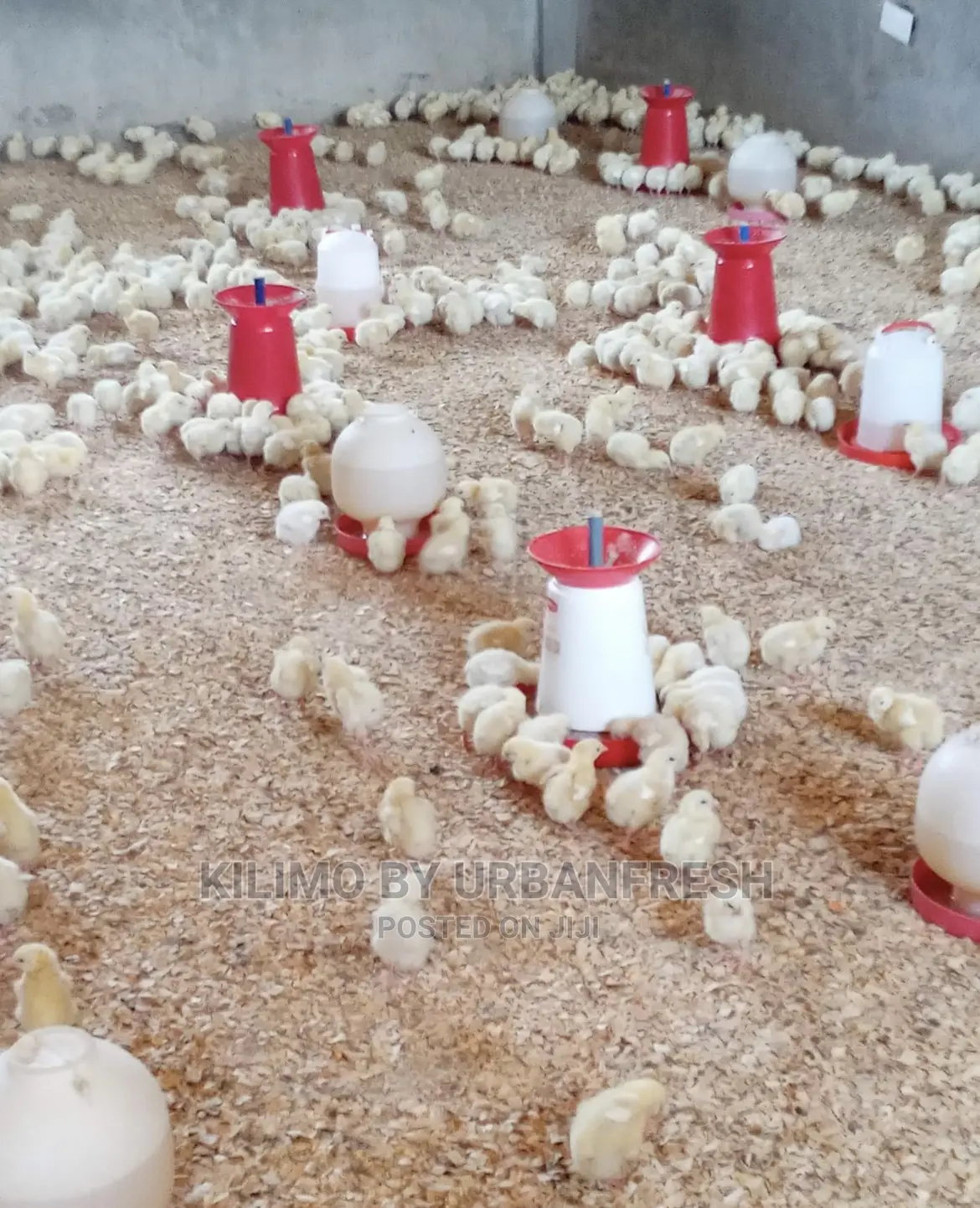 500 Cobb Broilers Chicks Day Old Moq 100.