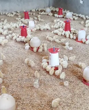 500 Cobb Broilers Chicks Day Old Moq 100.