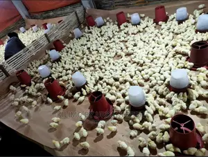 500 Cobb Broilers Chicks Day Old Moq 100.
