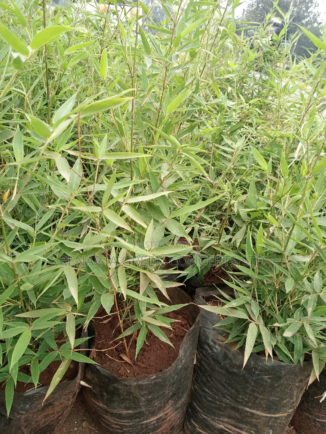 Miniature/ Ornamental Bamboo Whole Sale Price