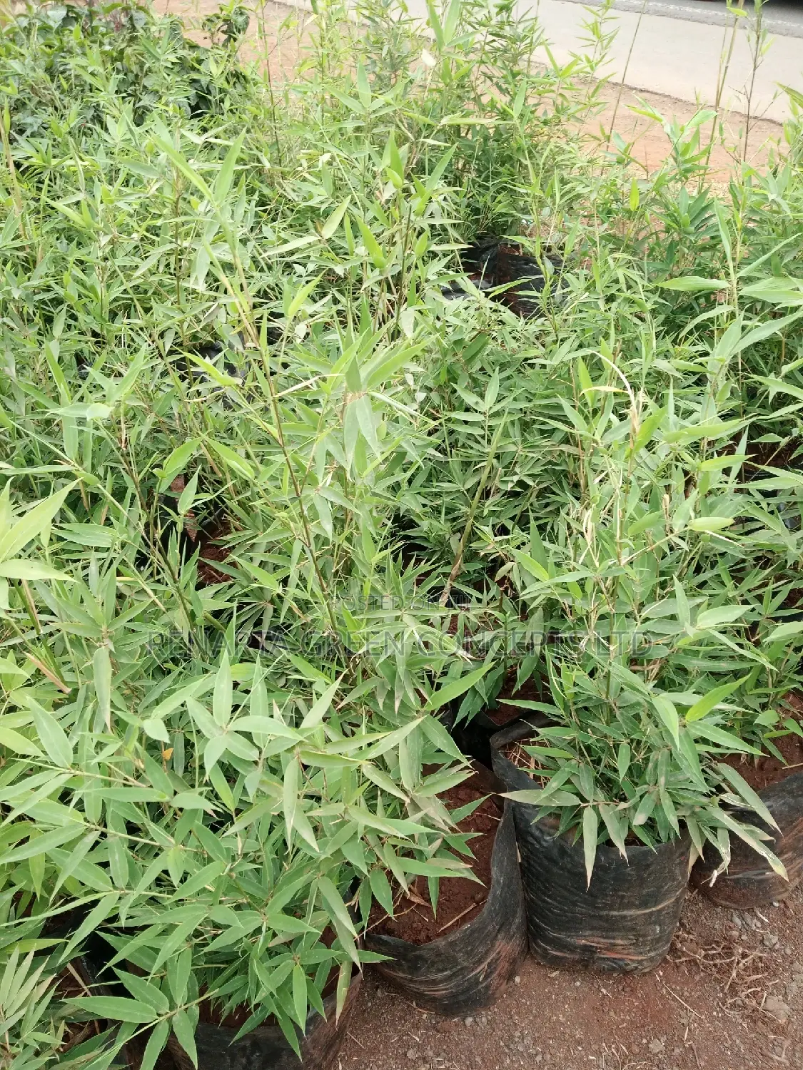 Miniature/ Ornamental Bamboo Whole Sale Price