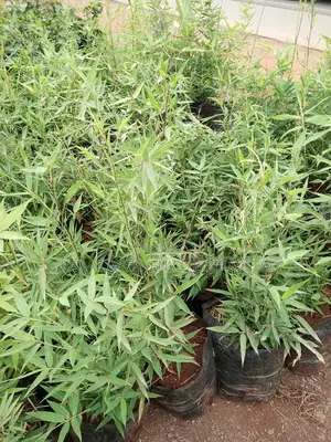 Miniature/ Ornamental Bamboo Whole Sale Price