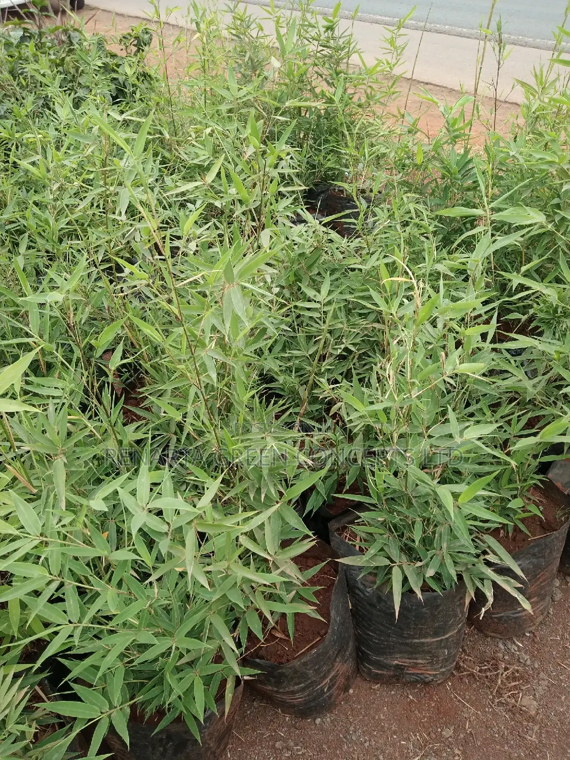 Miniature/ Ornamental Bamboo Whole Sale Price
