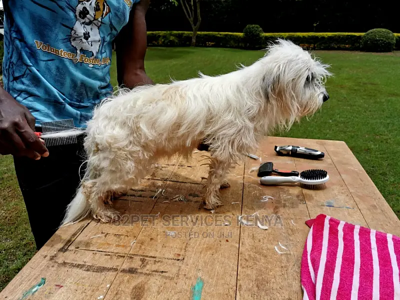 Professional Pet Grooming Services