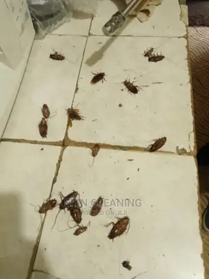 Cockroach Fumigation in Nairobi