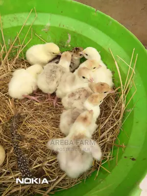 Redbourbon Turkey Chicks and Mature