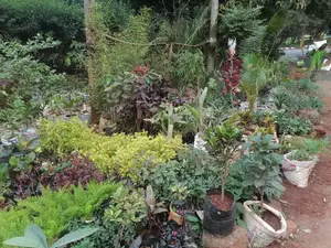 Garden Plants,Seeds,Trees, Fertilizers and Lawn Grass