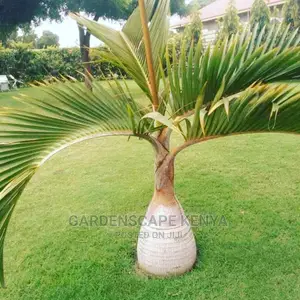 Garden Plants,Seeds,Trees, Fertilizers and Lawn Grass