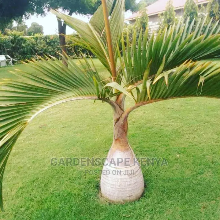 Garden Plants,Seeds,Trees, Fertilizers and Lawn Grass