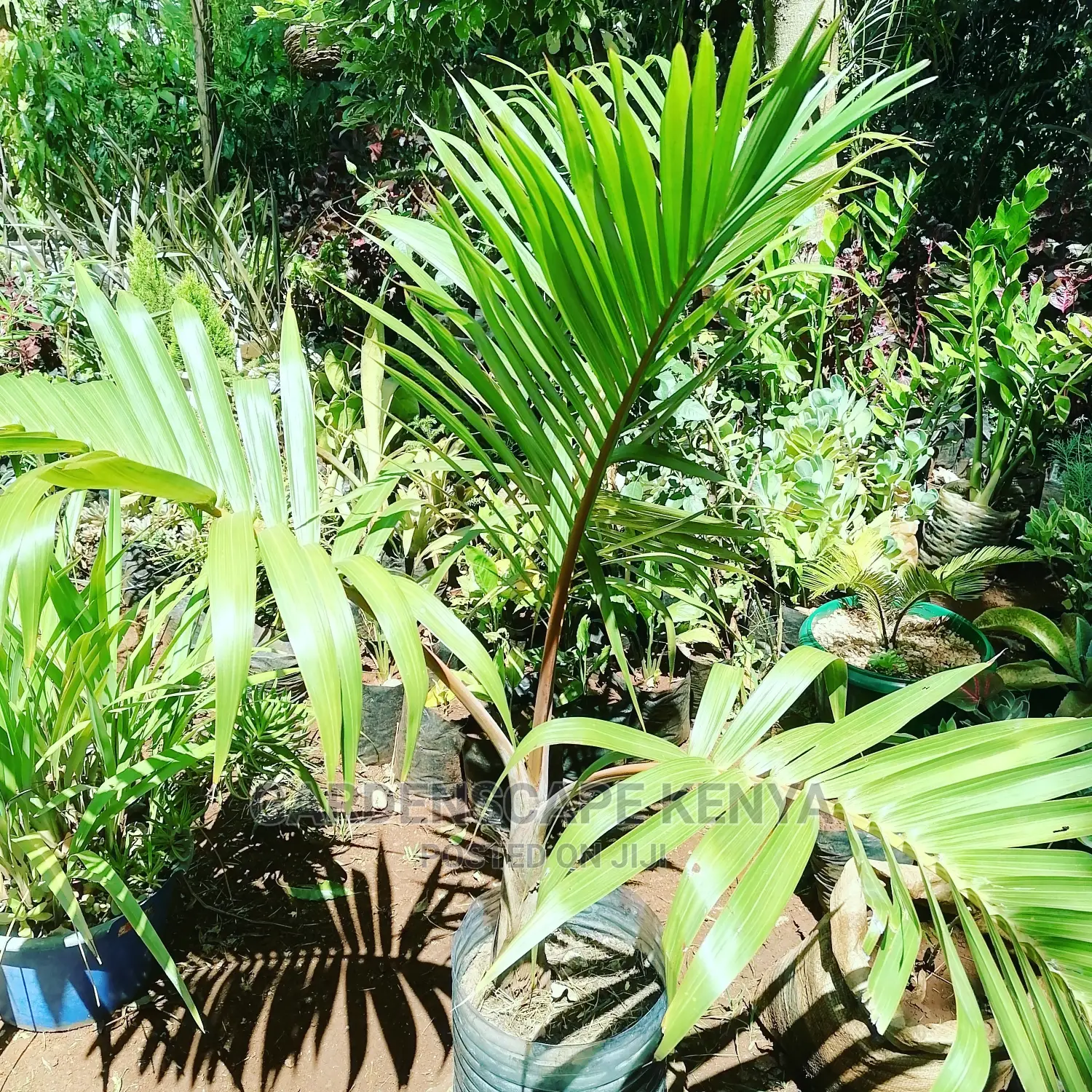Garden Plants,Seeds,Trees, Fertilizers and Lawn Grass